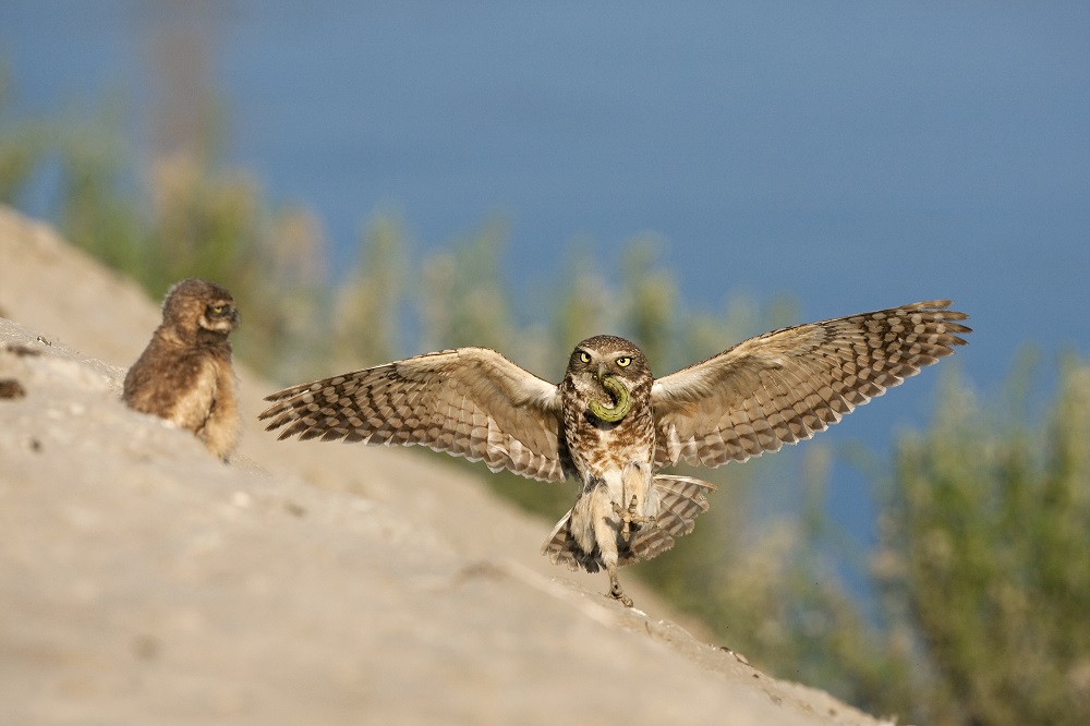 My goal this season was to locate and monitor a breeding pair of Burrowing Owls. Anne and I were fortunate to local four burrows near Fresno all active with pairs. It took several trips and many days monitoring beheavoir in an effort to be there at the right time when the owlets leave the burrow. I believe we missed the actual day by a week, but two of the owlets were easily identified as the last hatch. I am posting just a few of so many good images taken over the past two months and when time permits I am going to put together a slideshow for easy viewing. All images were taken from the van and very few have been cropped.